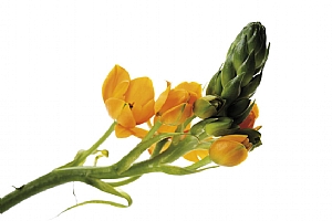 star of bethlehem