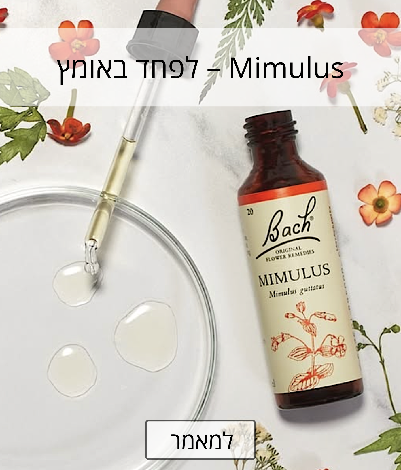 Mimulus - יוני 2026