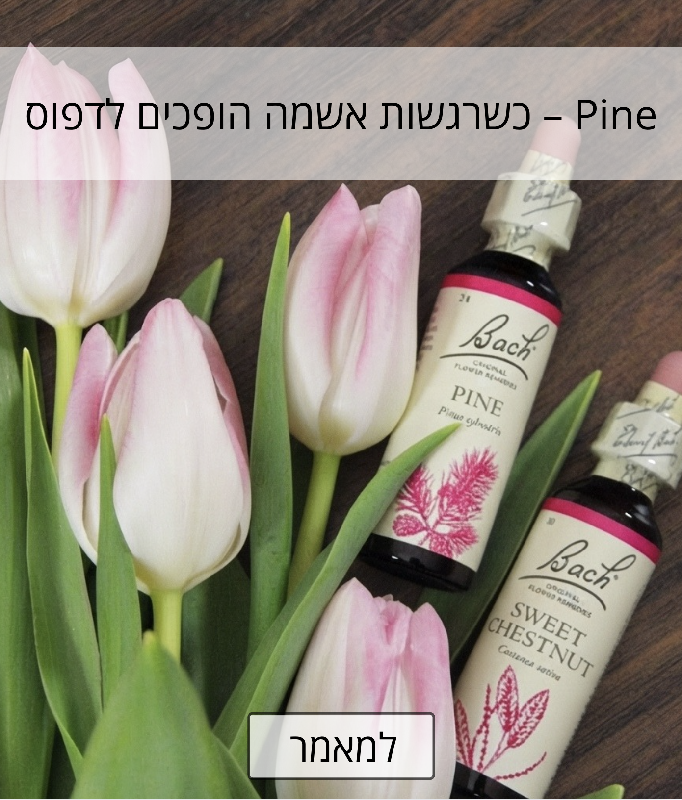 הבאך החודשי - Pine אוקטובר 2026